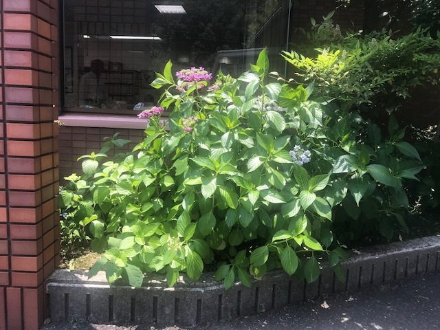 2019年6月の野田内科の玄関・庭