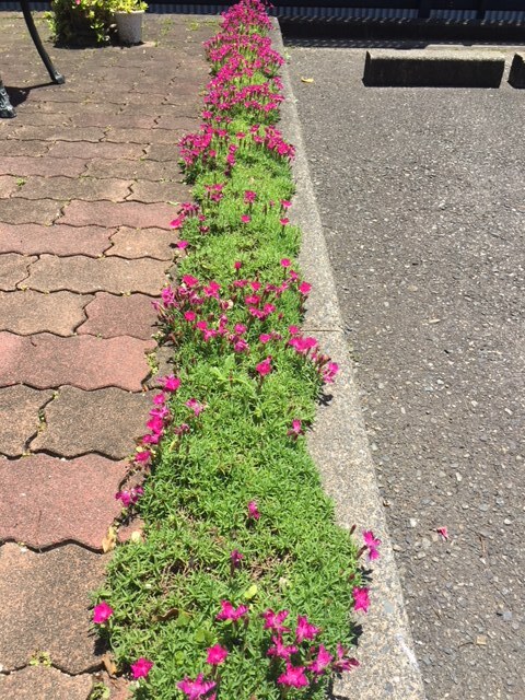 2018年5月の野田内科の玄関・庭