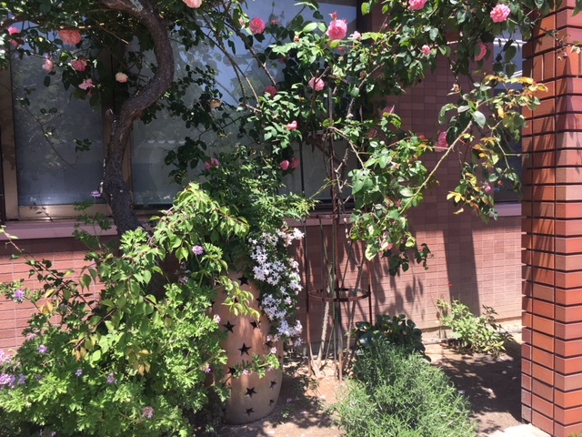 2018年5月の野田内科の玄関・庭